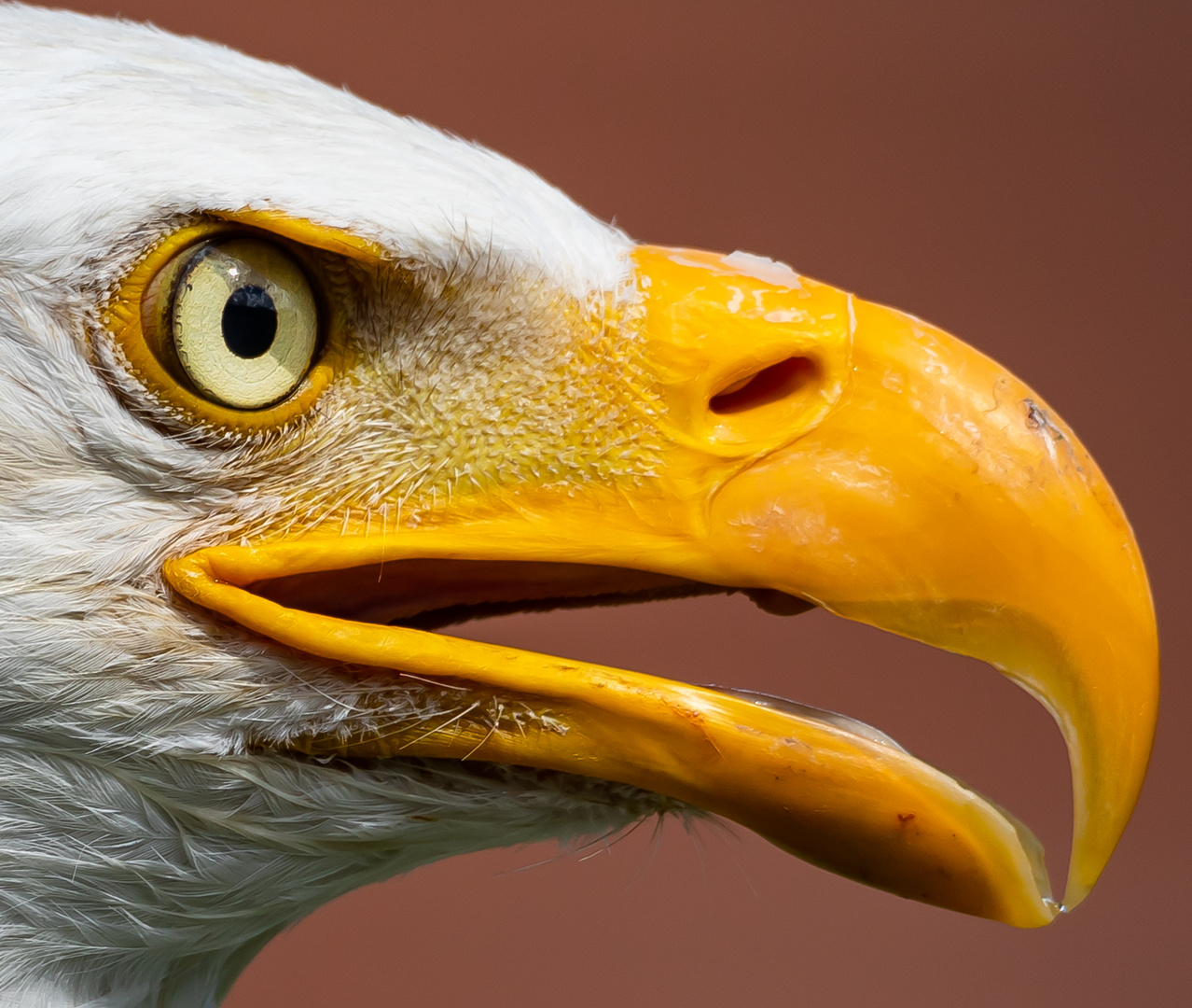 Portrait Weisskopfseeadler