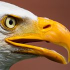 Portrait Weisskopfseeadler