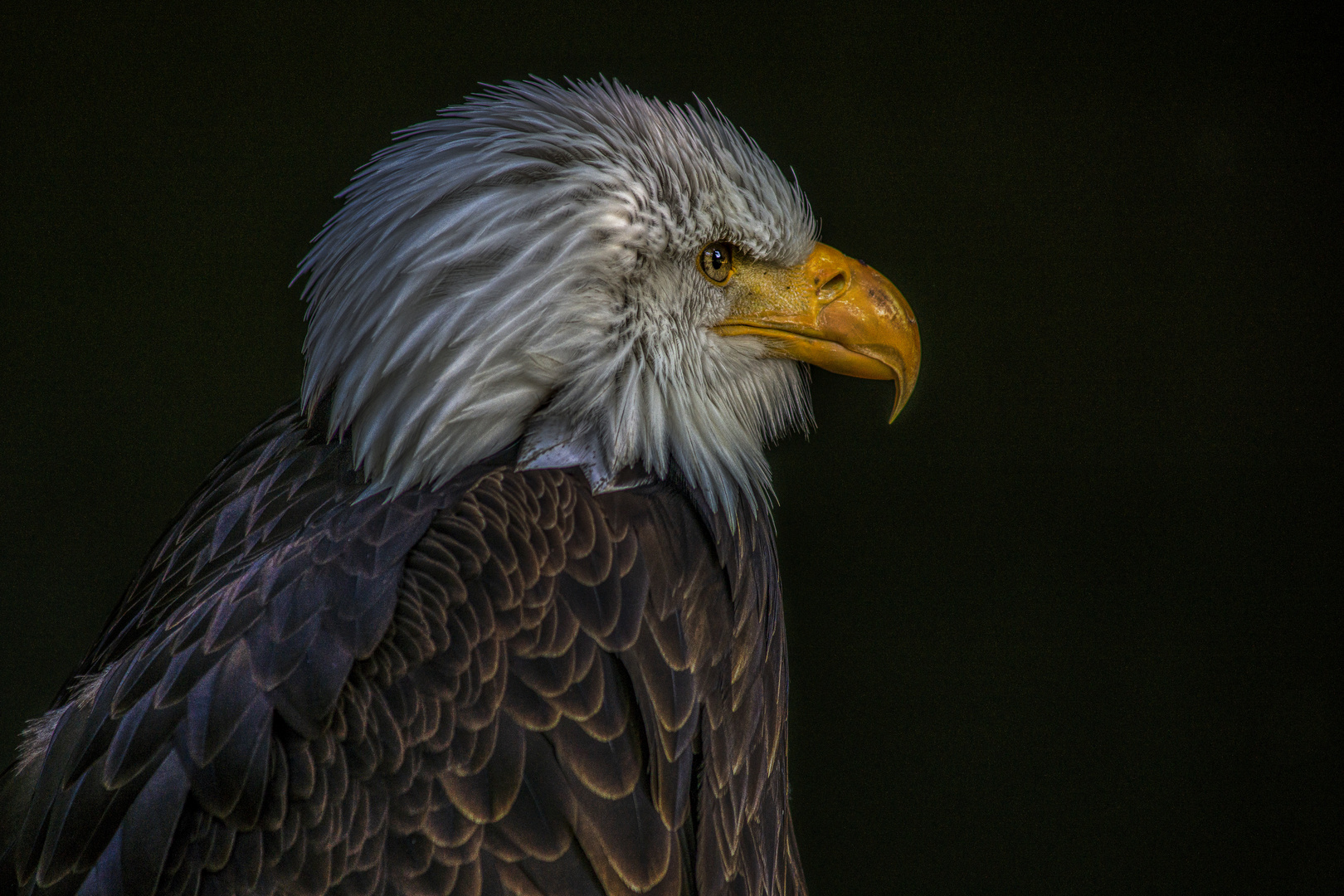 Portrait Weißkopfseeadler