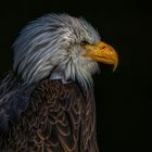 Portrait Weißkopfseeadler