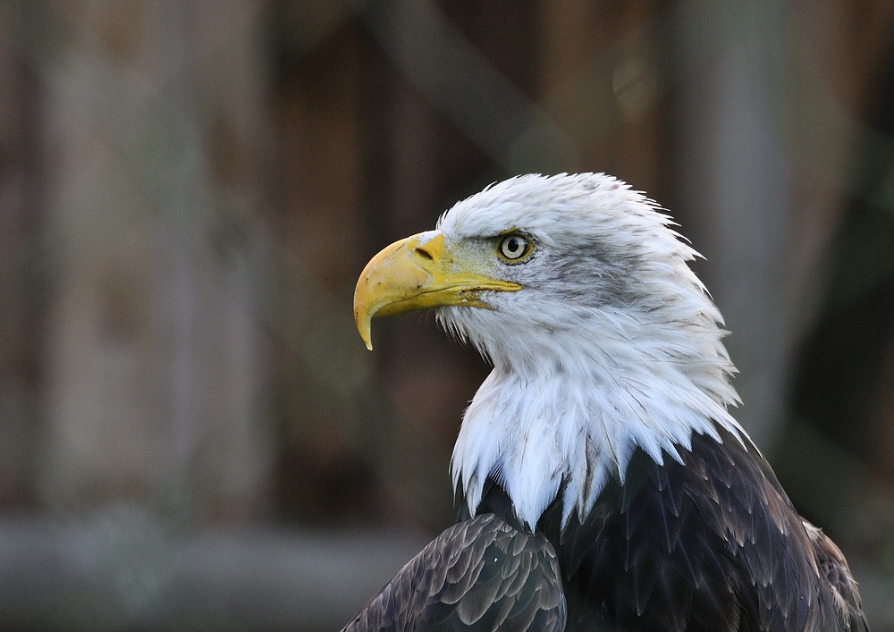 Portrait Weißkopfseeadler