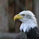 Portrait Weißkopfseeadler