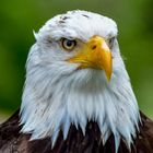 Portrait Weißkopfseeadler