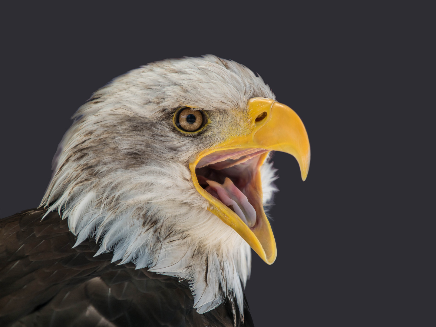 Portrait Weißkopfseeadler