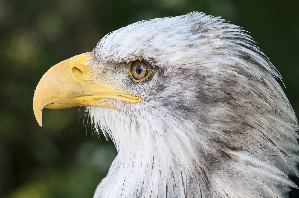 Portrait Weißkopfseeadler