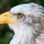 Portrait Weißkopfseeadler