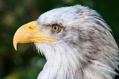 Portrait Weißkopfseeadler