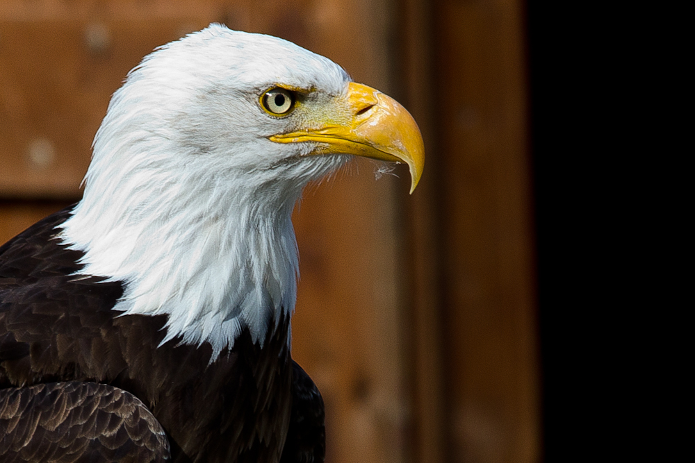 Portrait Weißkopfseeadler