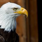 Portrait Weißkopfseeadler