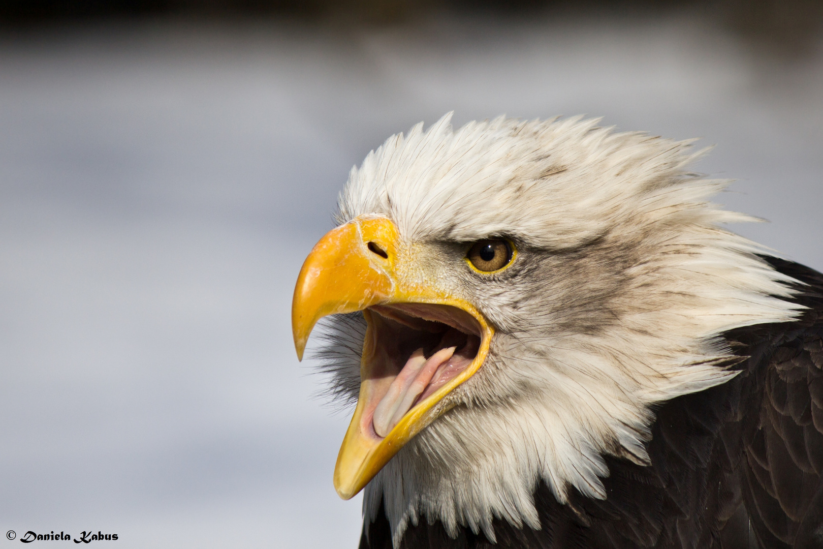 Portrait Weißkopfseeadler