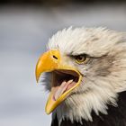 Portrait Weißkopfseeadler