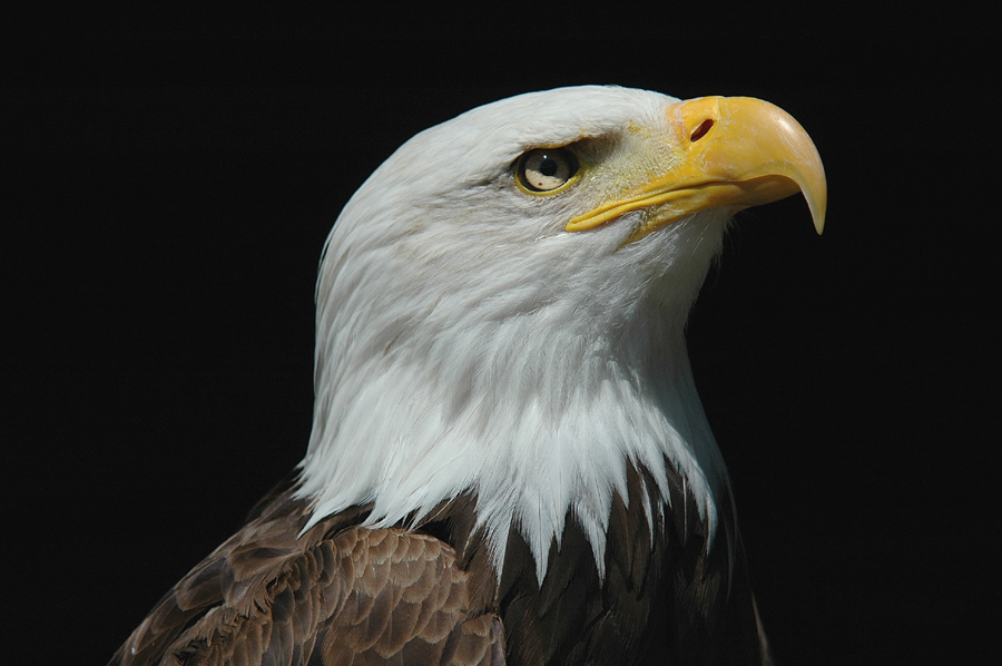 Portrait - Weisskopfseeadler