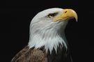 Portrait - Weisskopfseeadler von Ralf S.