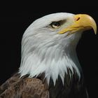 Portrait - Weisskopfseeadler