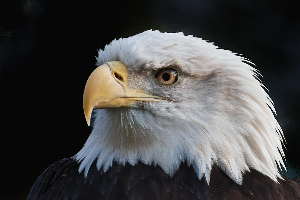 Portrait Weißkopfseeadler