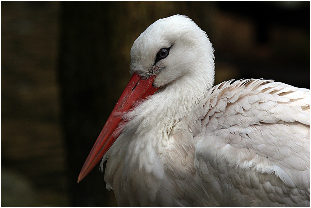 Portrait Weißstorch