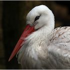 Portrait Weißstorch