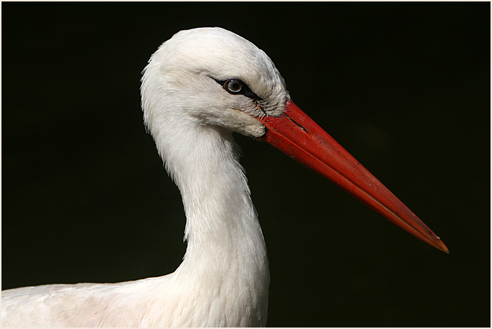 Portrait Weißstorch