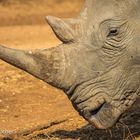 Portrait White Rhino