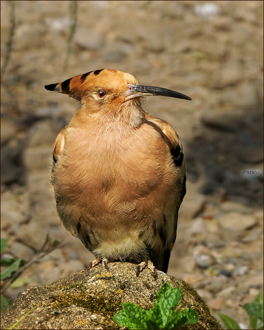 Portrait Wiedehopf