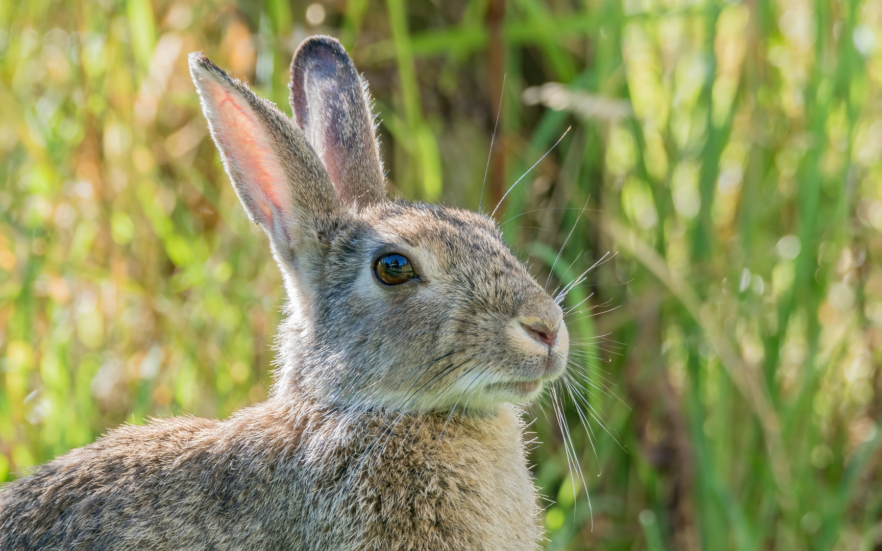 Portrait Wildkaninchen