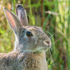 Portrait Wildkaninchen