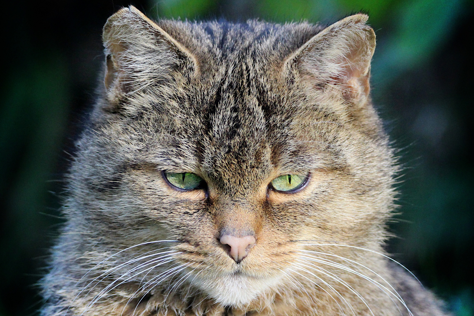 Portrait Wildkatze