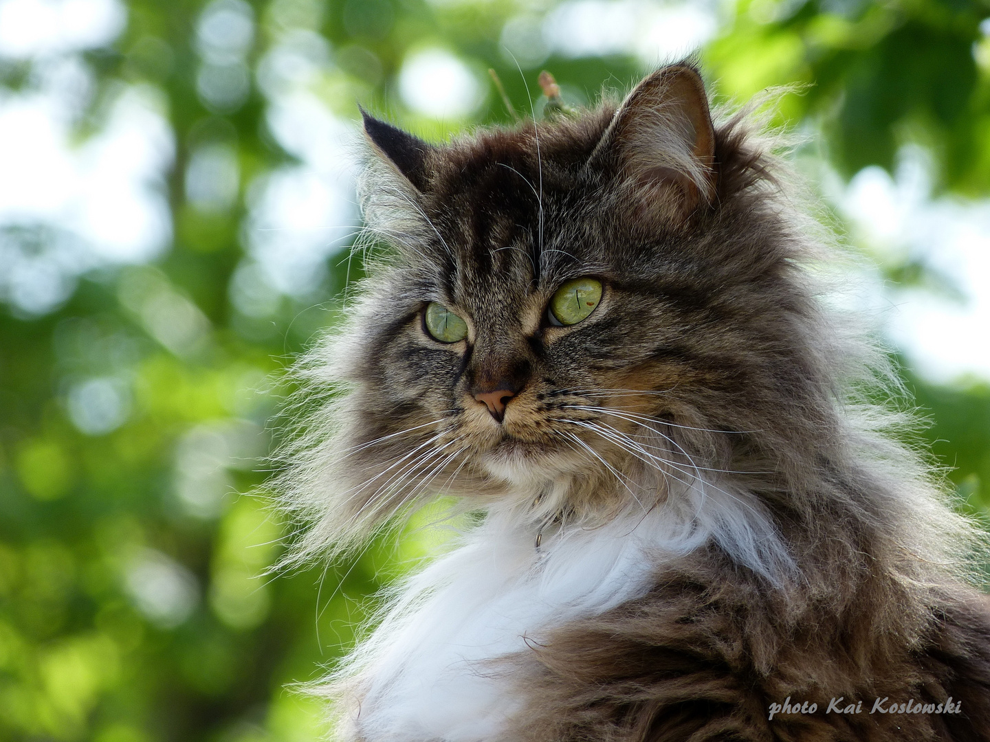 Portrait - " Wildkatze "