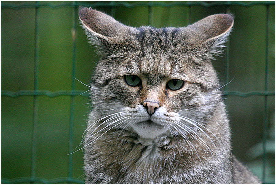 Portrait Wildkatze