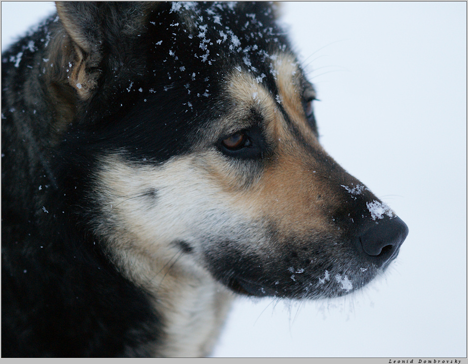 Portrait with snowflakes