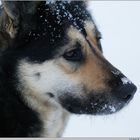 Portrait with snowflakes