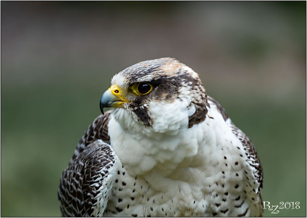 Portrait Wüstenfalke