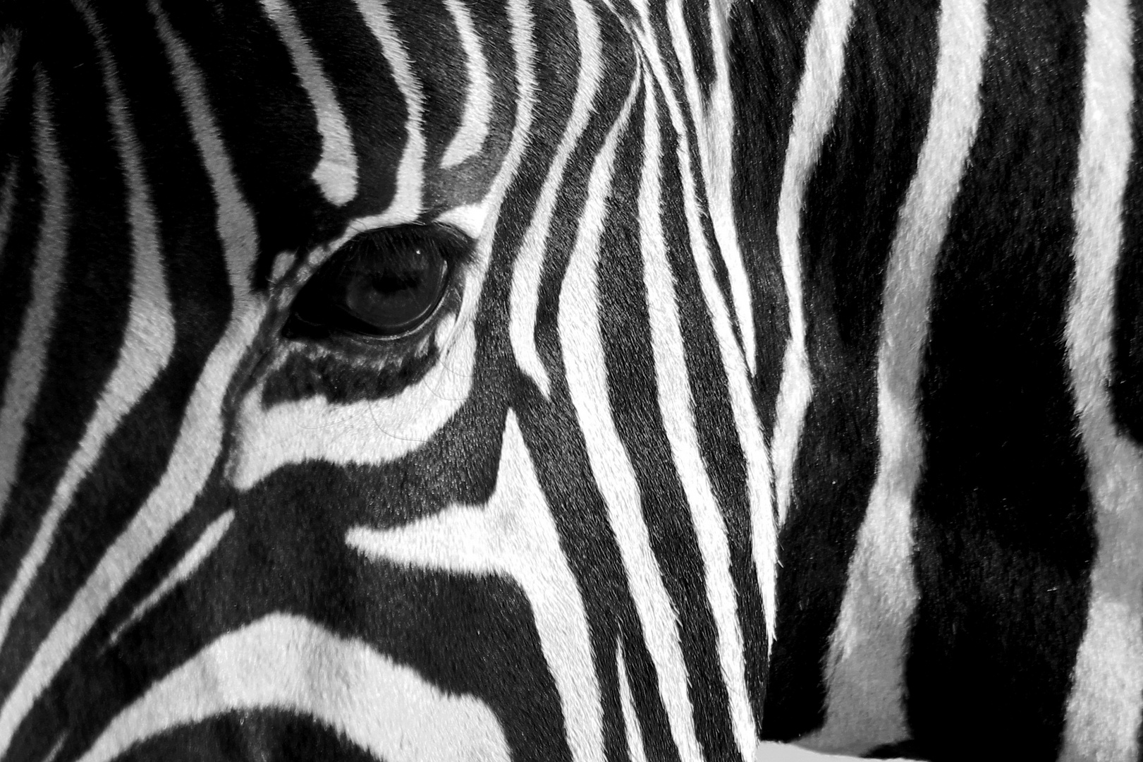 Portrait Zebra