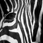 Portrait Zebra