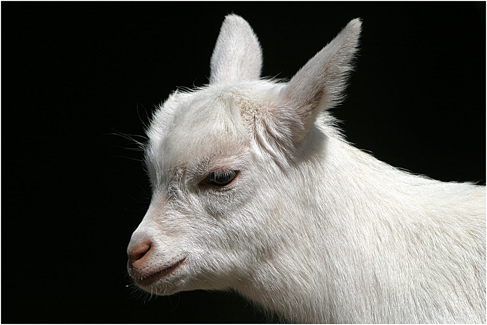 Portrait Ziegenbaby Foto & Bild | tiere, zoo, wildpark & falknerei