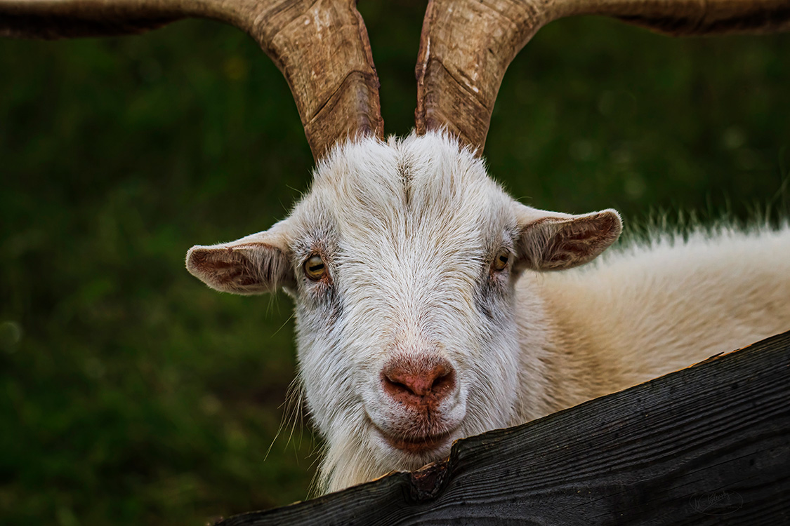 Portrait Ziegenbock