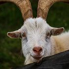 Portrait Ziegenbock