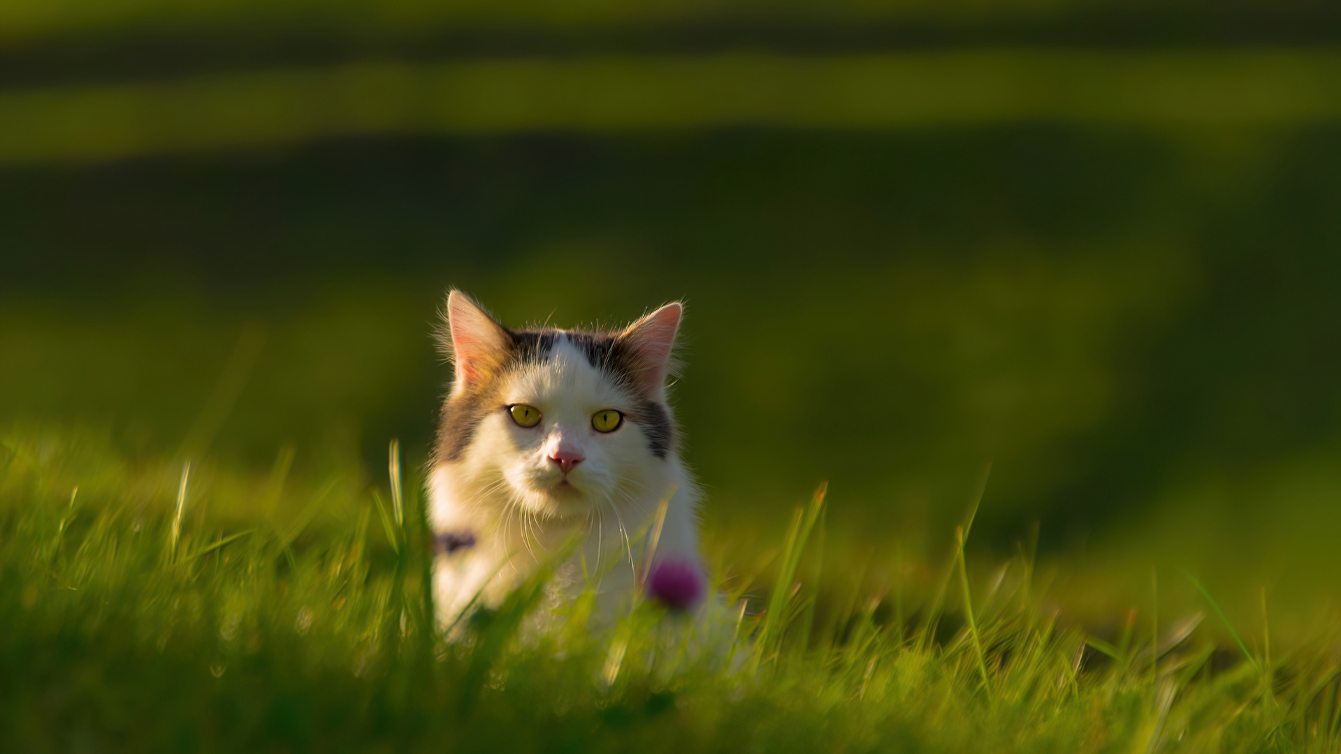 Portrait zur goldenen Stunde