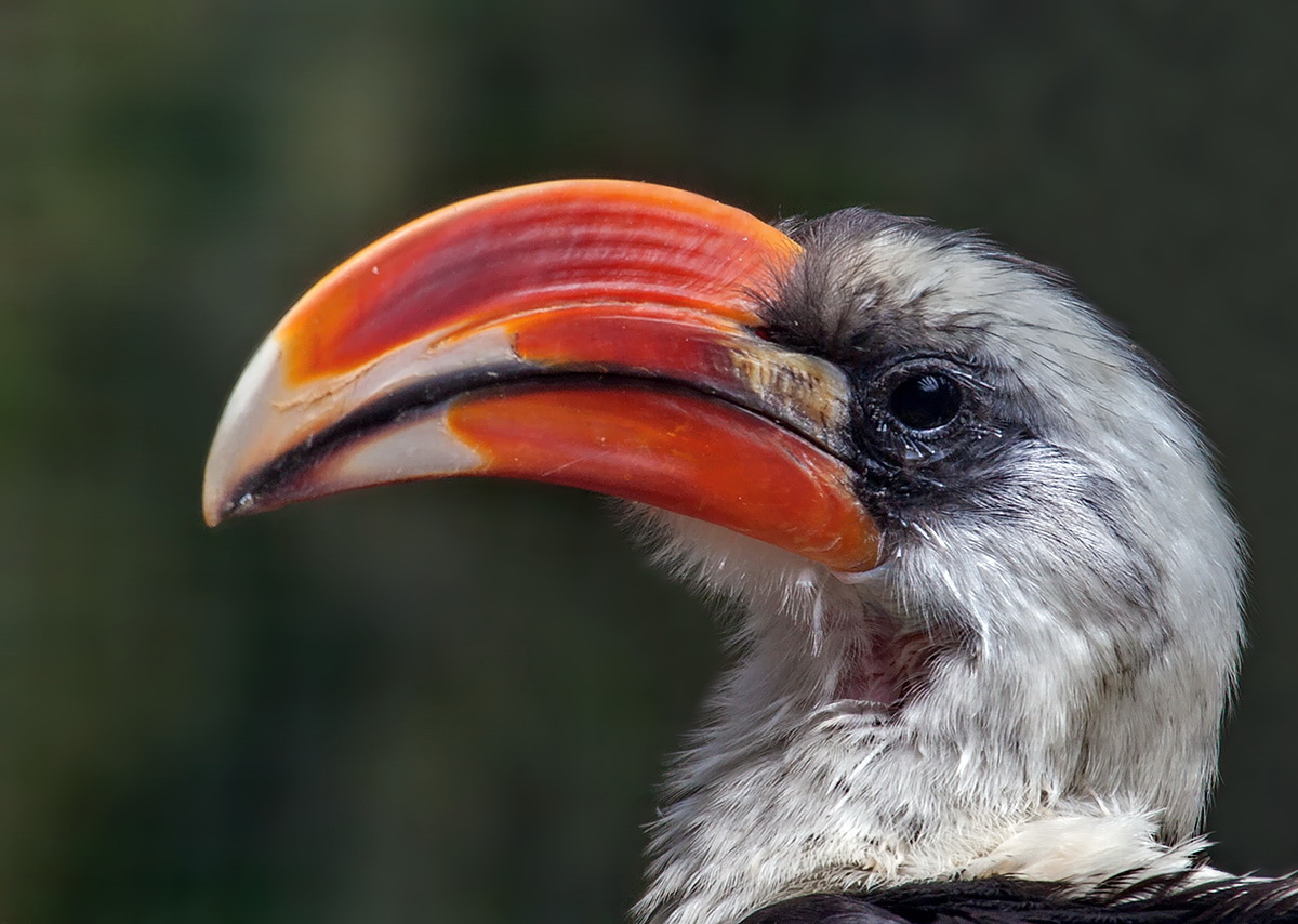 Portraitaufnahme(Hornvogel)