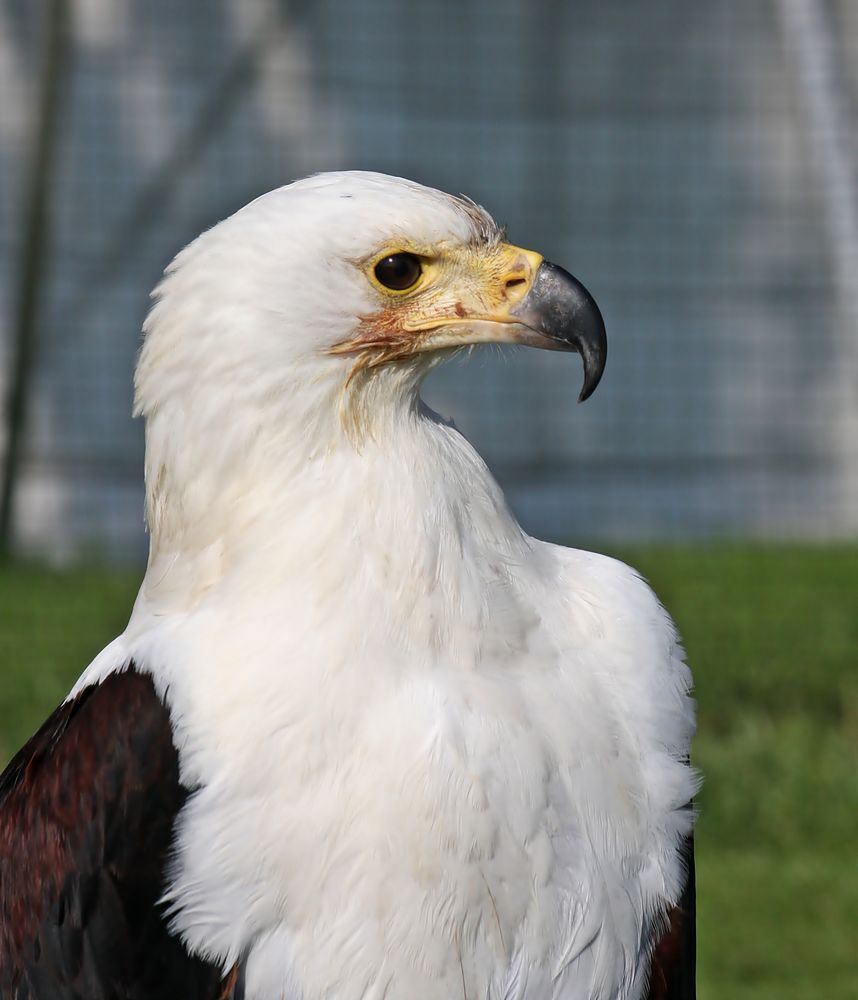 Portraite von einem Schreiseeadler 2