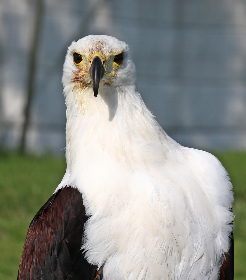 Portraite von einem Schreiseeadler