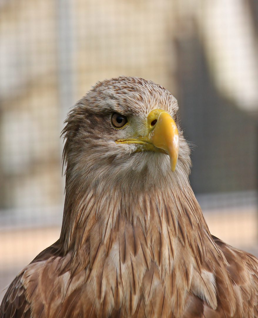 Portraite von einem Seeadler