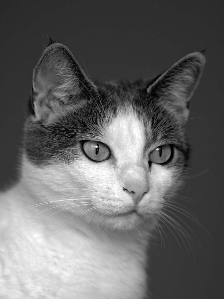 PortraitKatze