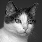 PortraitKatze