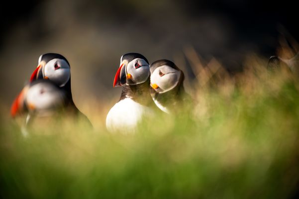 Portrait_Puffin