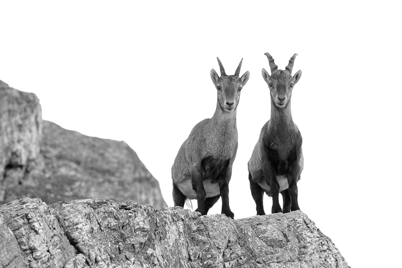 Portraits de montagne en b/w