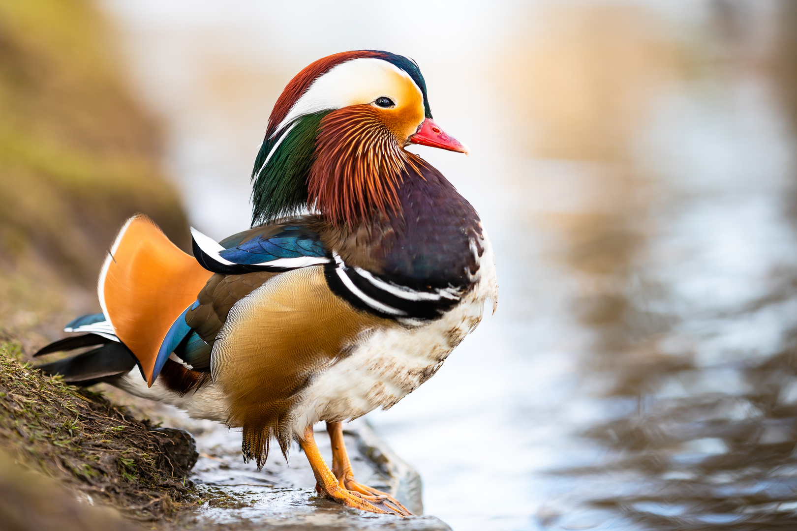 Portraits einer Mandarin-Ente