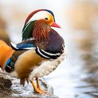 Portraits einer Mandarin-Ente