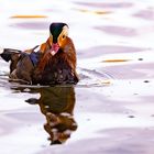 Portraits einer Mandarin-Ente