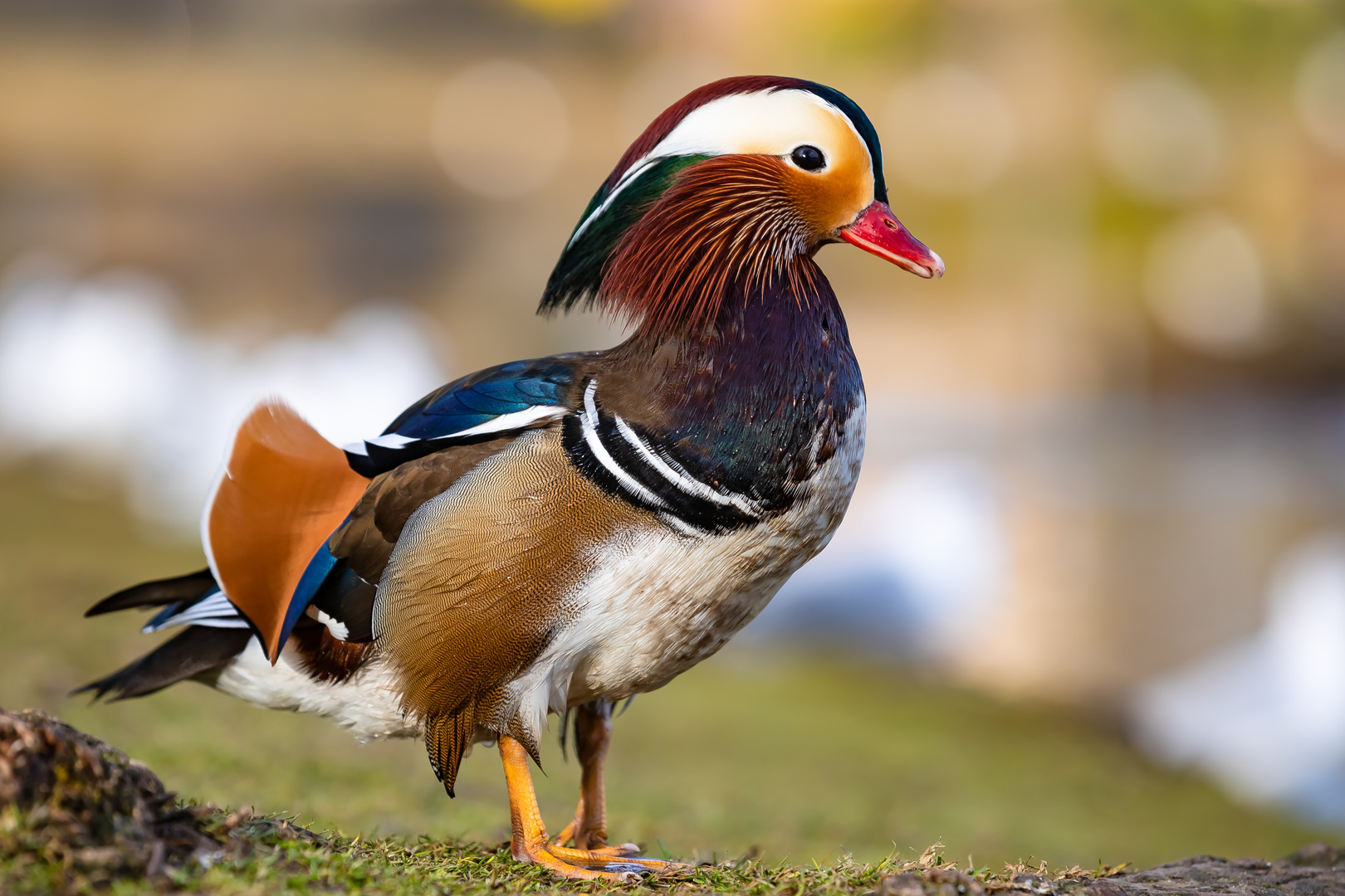 Portraits einer Mandarin-Ente